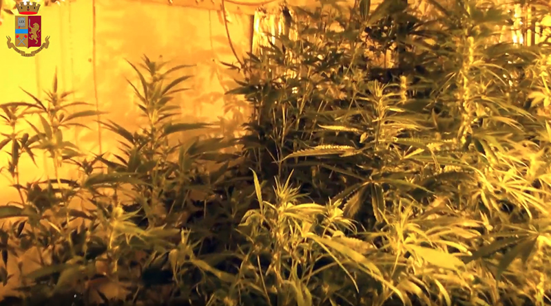 coltivazione di cannabis