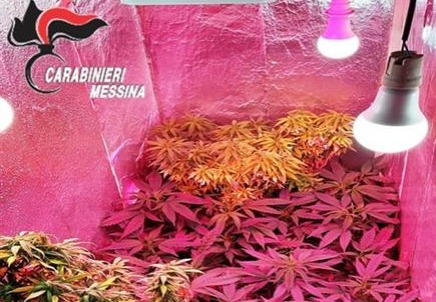Coltivava marjiuana in casa arrestato un 39enne Messinese