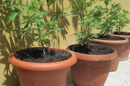 marijuana sul terrazzo