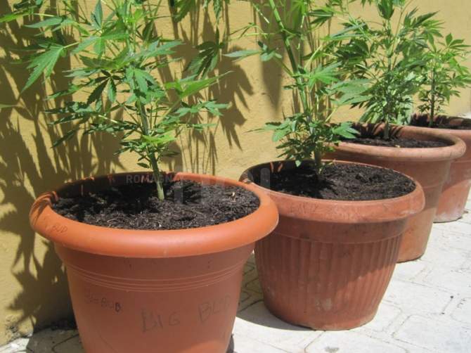 marijuana sul terrazzo