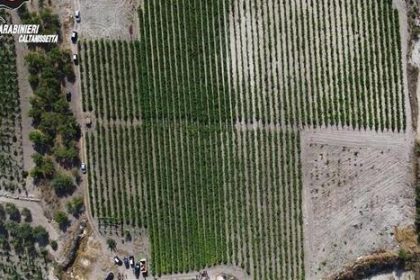 piantagione marijuana riesi