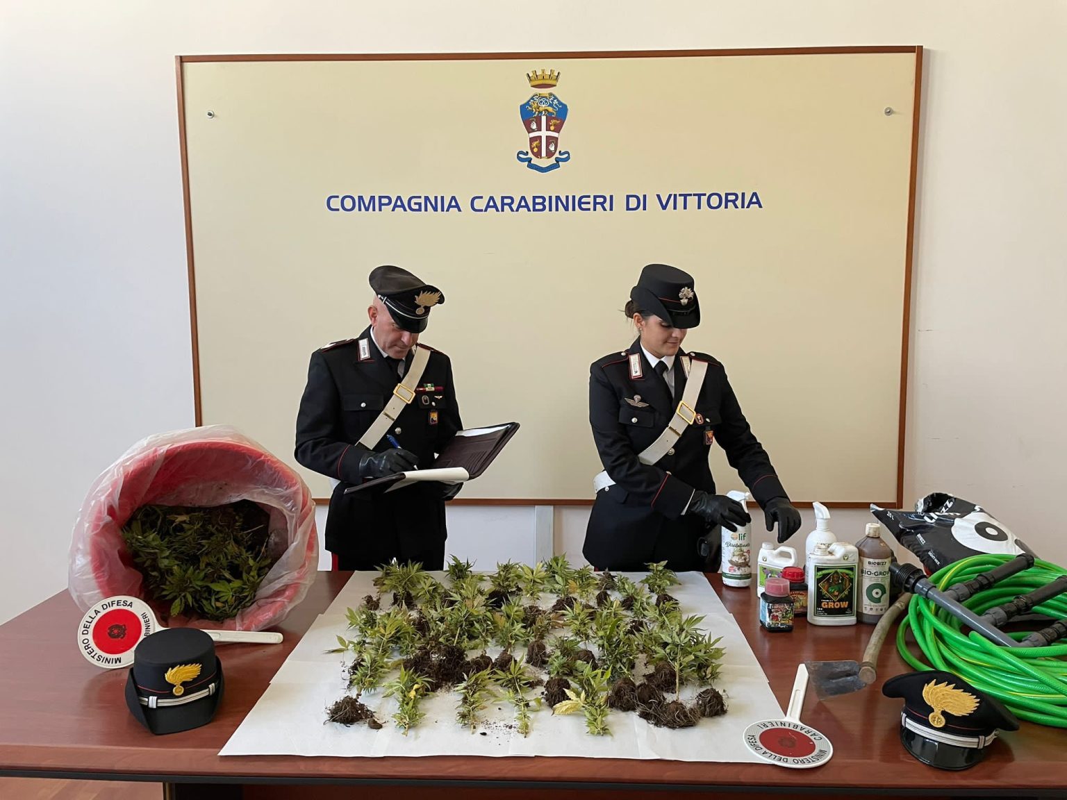 piantagione marijuana