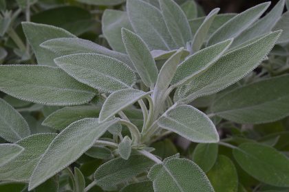 Salvia. Forziere di benessere