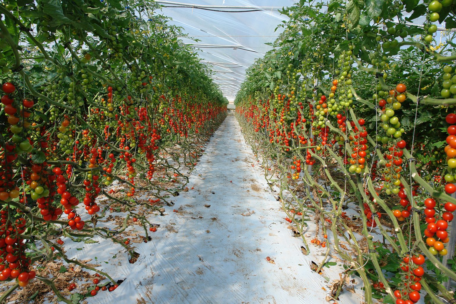 pomodoro pachino