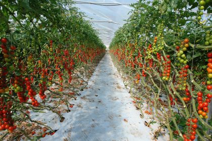 pomodoro pachino