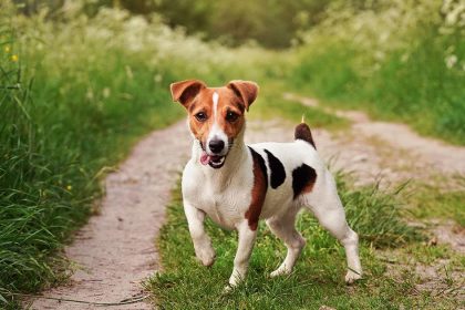 Jack Russel