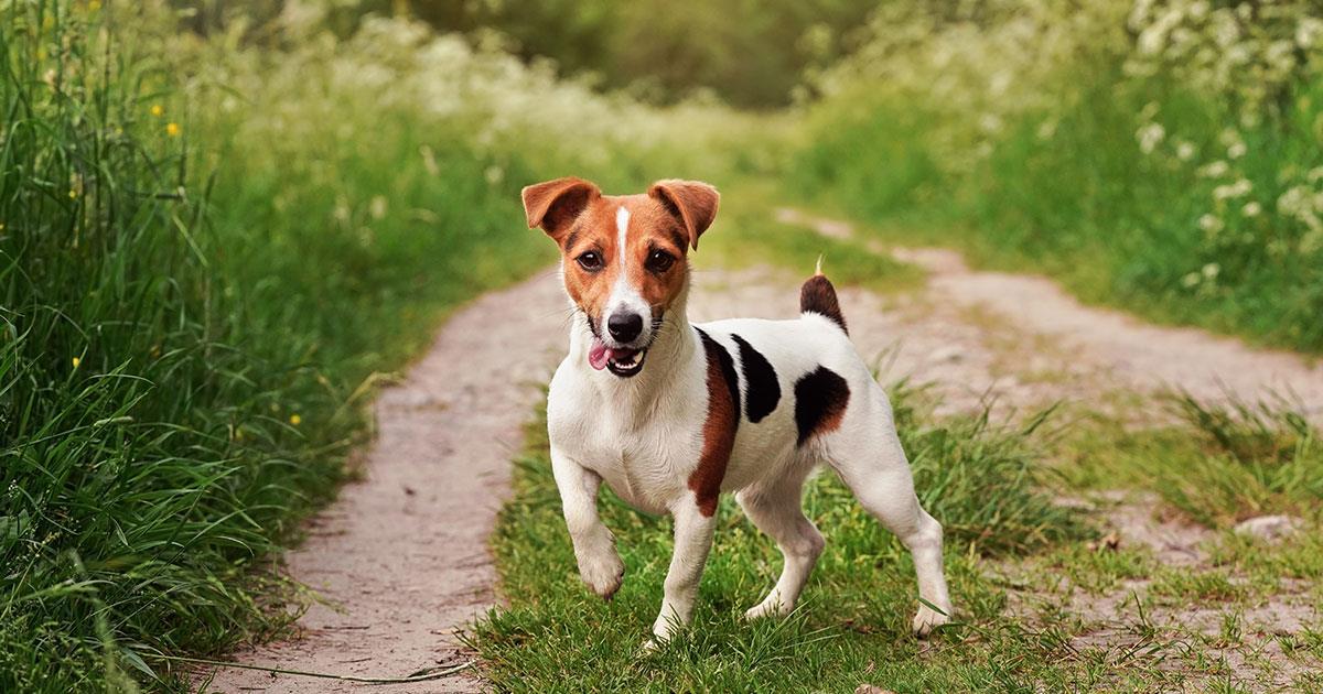 Jack Russel