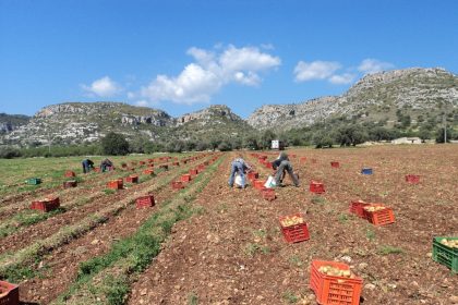 lavori stagionali cassibile