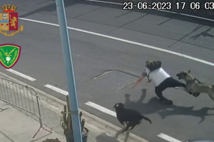 cani aggrediscono uomo