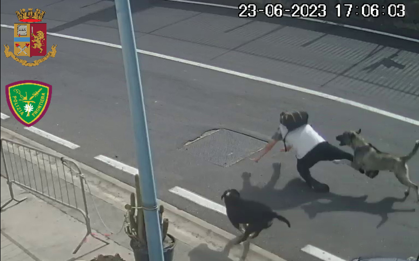 cani aggrediscono uomo