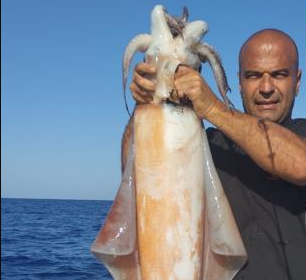 Acque di Capo d' Orlando. Pescato un maxi calamaro di oltre 14Kg