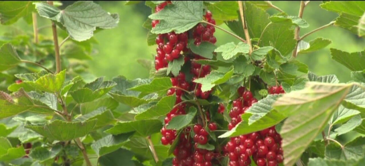 Sicilia. Agricoltura: quattro i bandi da 35 milioni di euro istituiti