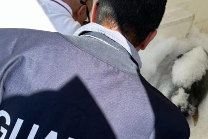 Milazzo: controlli su prodotti Ittici Illegali