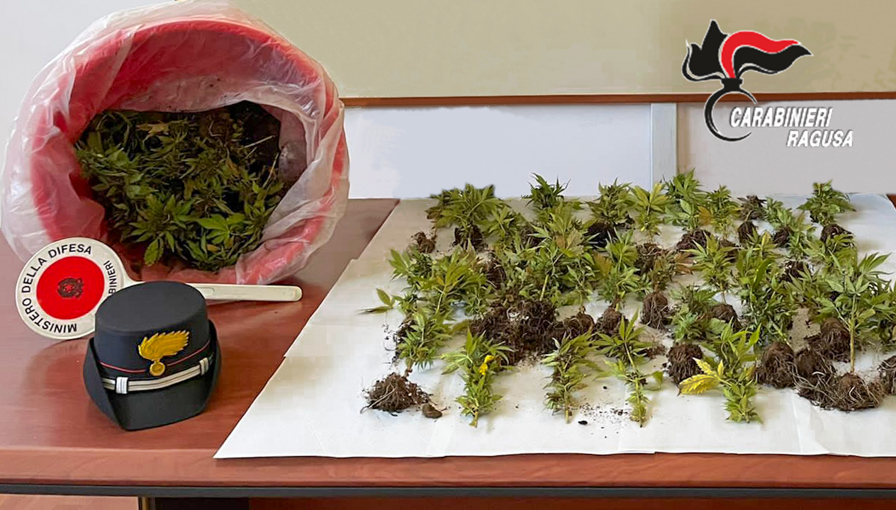 cannabis vittoria