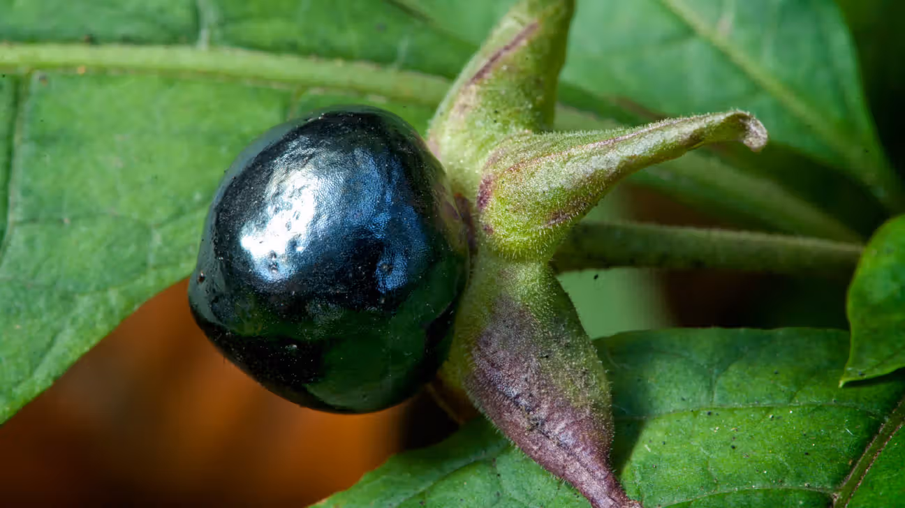 belladonna